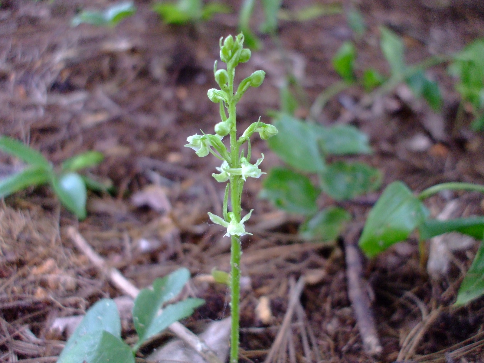 Platanthera obtusata